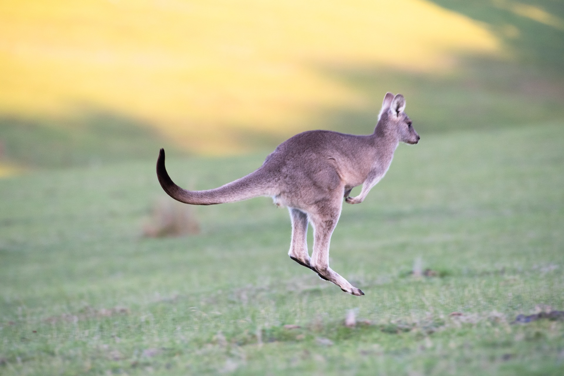 Australie-Kangoeroe
