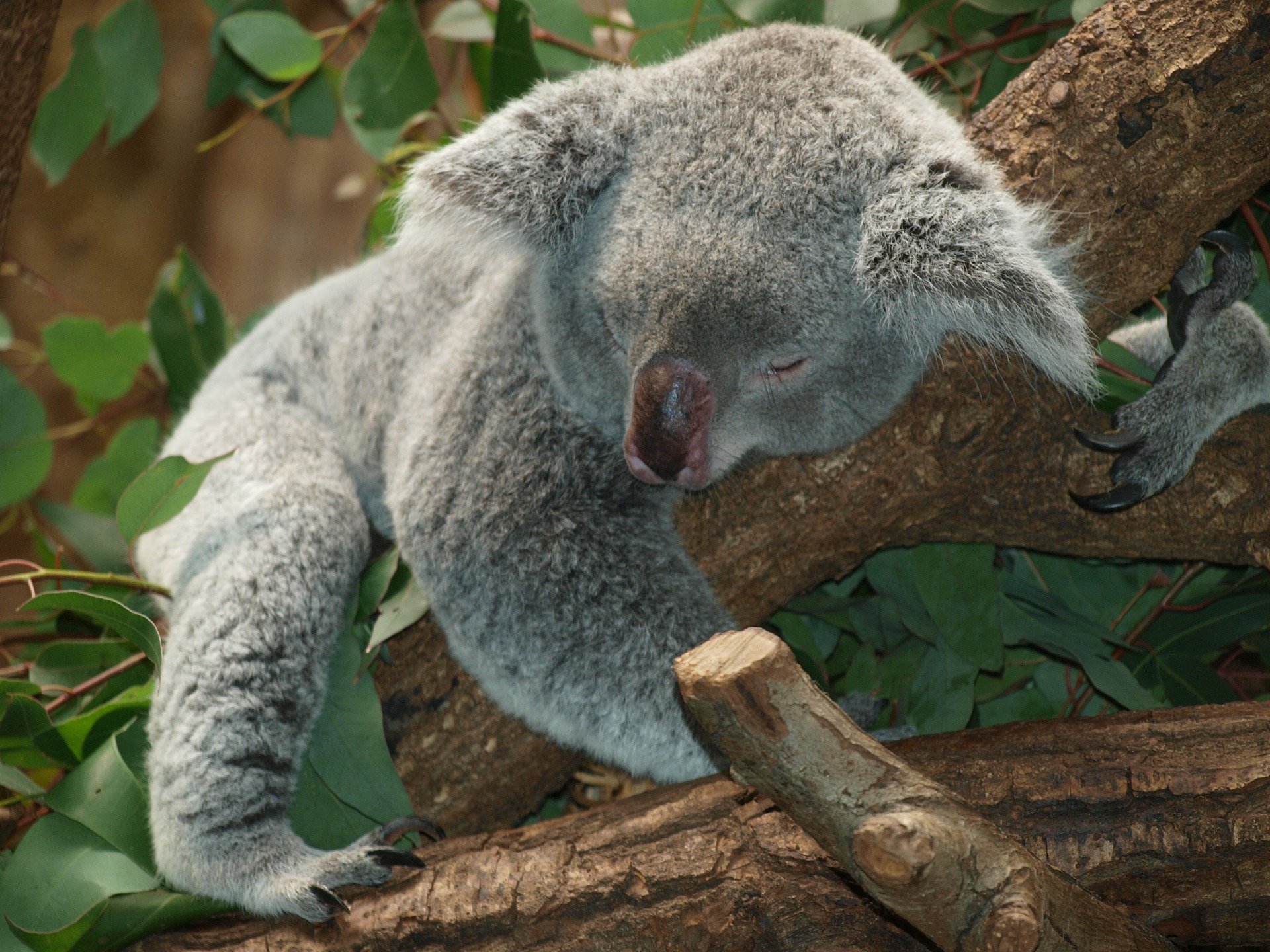 Koala-Australie